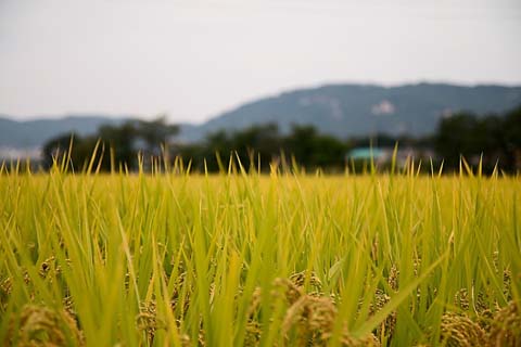 「欺」の意味と画数