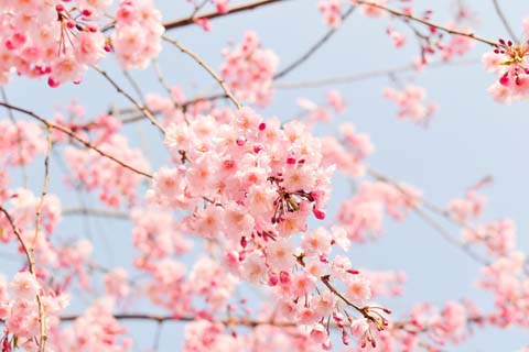 「謄」の意味と画数