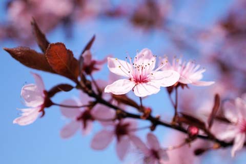 芝 の意味と画数