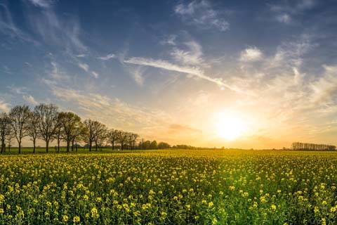 「雀」の意味と画数
